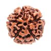 Nepal Rudraksha