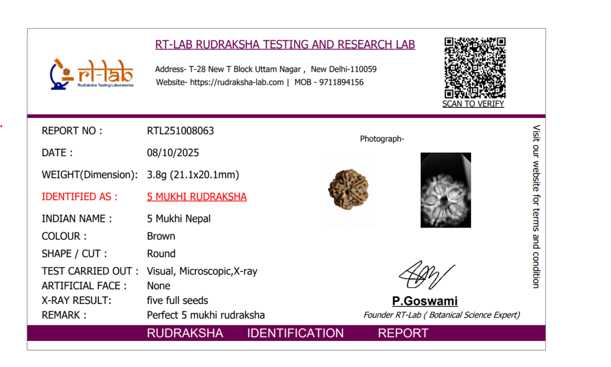 5 Mukhi Nepal Rudraksha Premium Quality - Image 2
