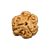 3 Mukhi Nepal Rudraksha Medium