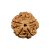 5 Mukhi Nepal Rudraksha Big