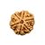 6 Mukhi Nepal Rudraksha Big(22mm-23mm)