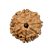 7 Mukhi Nepal Rudraksha Small(18mm-20mm)